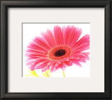 Magenta Gerbera