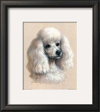 White Poodle