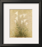 Calla Lilies