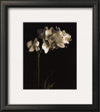 Buy Orchid Study I at AllPosters.com