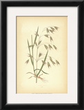 Grasses I