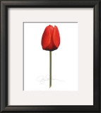 Buy Red Tulip at AllPosters.com