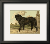 Mastiff