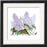 Buy Lilac at AllPosters.com