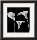 Lilies
