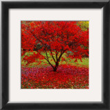 Buy Acer at AllPosters.com