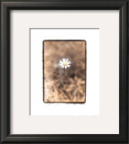 Buy Wildflower II at AllPosters.com