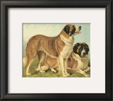 Buy St. Bernard at AllPosters.com