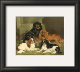 Toy Spaniels