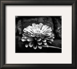 Zinnia