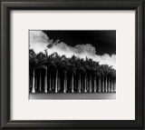 Buy White Palms, Costa Rica at AllPosters.com