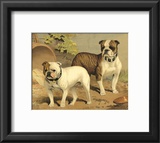 Buy Bull Dogs at AllPosters.com