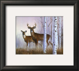 Deer in Birch Woods