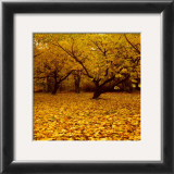 Buy Prunus at AllPosters.com