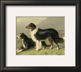 Buy Sheep Dogs at AllPosters.com