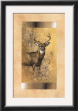 Buy White-Tailed Deer at AllPosters.com