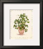 Buy Ivy in a Clay Pot at AllPosters.com