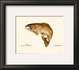 Buy Brown Trout at AllPosters.com