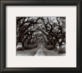 Buy Path in the Oaks II, Louisiana at AllPosters.com