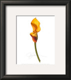 Buy Yellow Calla at AllPosters.com