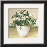 Buy White Jasmine at AllPosters.com