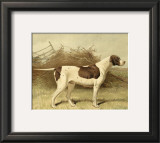 Buy Pointer at AllPosters.com