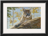 Buy Front Range Cougar at AllPosters.com
