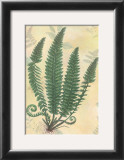 Buy Forest Sword Fern at AllPosters.com