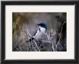Buy Scrub Jay at AllPosters.com