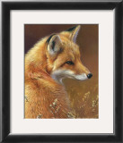 Curious: Red Fox