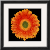 Buy Radiance at AllPosters.com