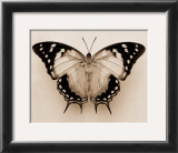 Buy Polyura Pyrrhus, Ventral View at AllPosters.com