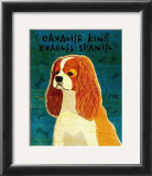 Cavalier King Charles (blenheim)