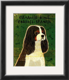 Cavalier King Charles (tri-color)