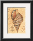 Buy Discover, Shell at AllPosters.com