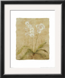 Buy Orchid at AllPosters.com
