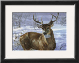 Through My Window: Whitetail Deer