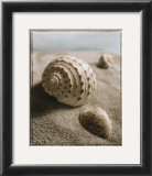 Buy Seashell I at AllPosters.com