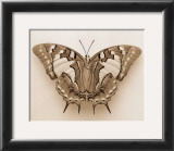 Buy Polyura Pyrrhus, Dorsal View at AllPosters.com
