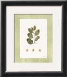 Buy Starfish Botanical IV at AllPosters.com