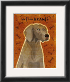 Weimaraner
