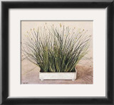 Buy Bare Grass II at AllPosters.com