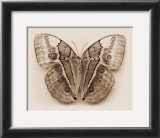 Buy Stichopthalma Louisa at AllPosters.com