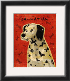 Dalmation
