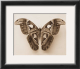 Buy Attacus Atlas at AllPosters.com