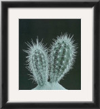 Buy Cactus Plants I at AllPosters.com