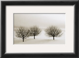 Buy Snow Trees, New York at AllPosters.com