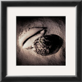 Buy Cowrie at AllPosters.com