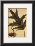 Red Oak
