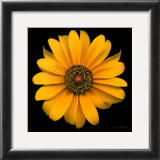 Buy Bliss at AllPosters.com